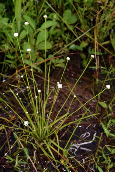 穀精水草|44.連萼穀精草 Eriocaulaceae 學名： Koern.